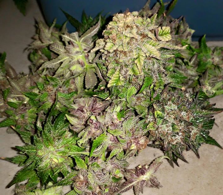 Blk Cherry OG 2015 indoor fresh and frosty...OK these are just nice!