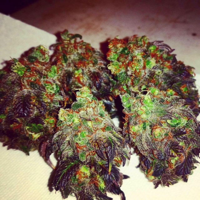 Beautiful AC/DC buds all smelly and ready to dry. 