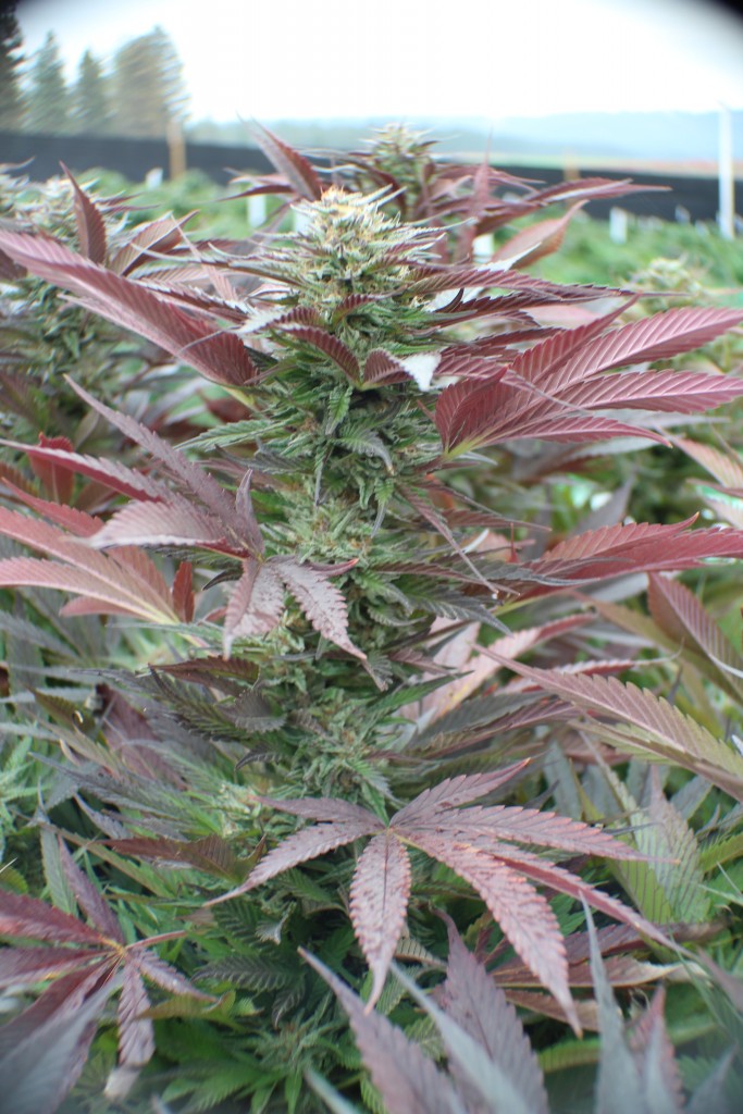 Black berry Kush 2015 in fall color